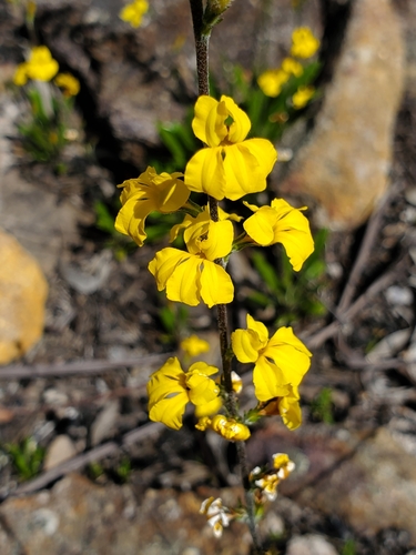 Goodenia bellidifolia (Daisy-leaved Goodenia) (alternate view 10)