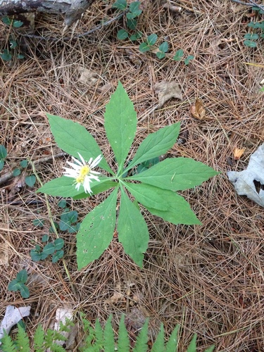 Oclemena acuminata (whorled wood aster) (alternate view 5)