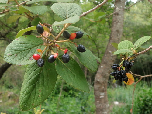 Viburnum lantana (Wayfaring-tree)
