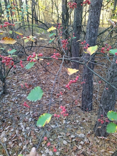 Scandosorbus intermedia (Swedish Whitebeam)