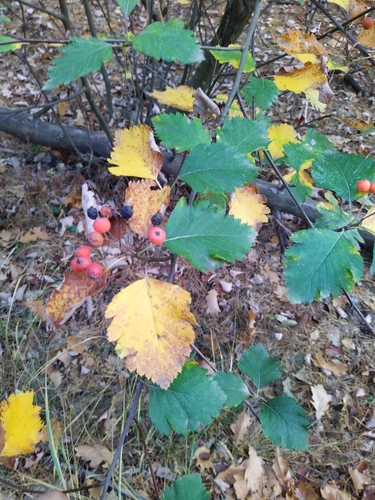 Scandosorbus intermedia (Swedish Whitebeam)