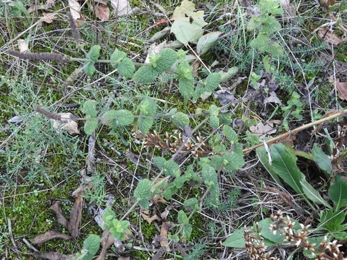 Mentha suaveolens (Apple Mint)