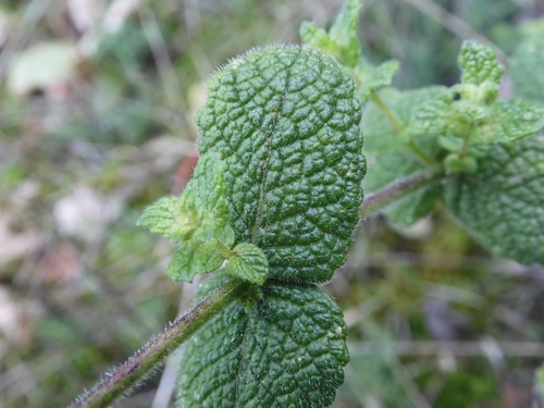 Mentha suaveolens (Apple Mint)