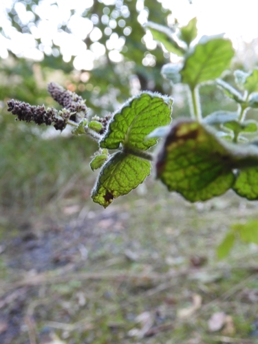 Mentha suaveolens (Apple Mint)