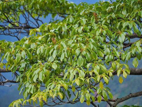 Trochodendron aralioides (alternate view 2)