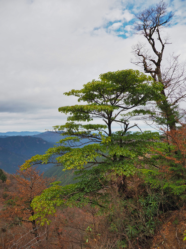 Trochodendron aralioides