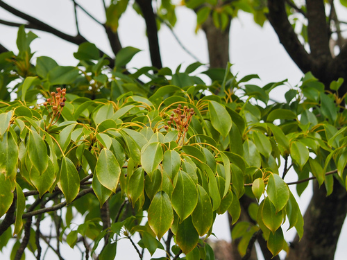 Trochodendron aralioides (alternate view 3)