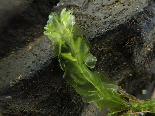 Lophocolea semiteres (Southern Crestwort) (alternate view 8)