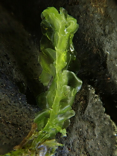 Lophocolea semiteres (Southern Crestwort) (alternate view 7)