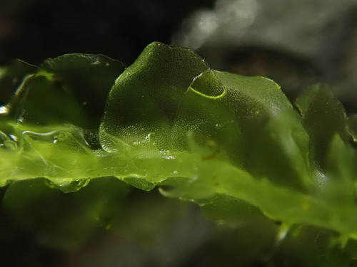 Lophocolea semiteres (Southern Crestwort) (alternate view 9)