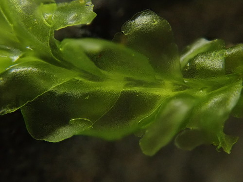 Lophocolea semiteres (Southern Crestwort) (alternate view 10)