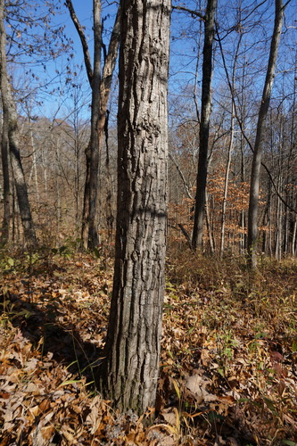 Quercus montana (chestnut oak)