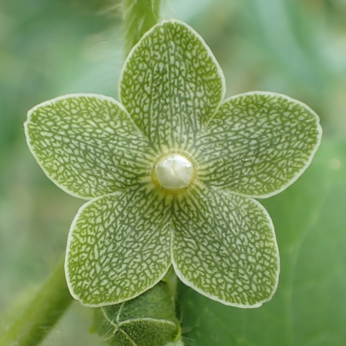 Matelea reticulata (Pearl Milkweed) (alternate view 5)