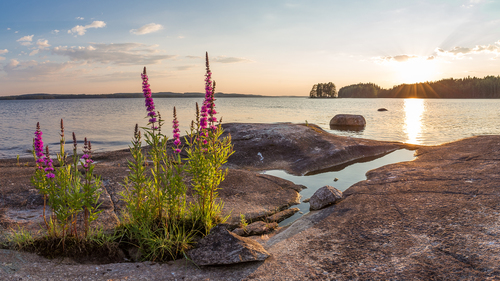 Lythrum salicaria (purple loosestrife) (alternate view 2)