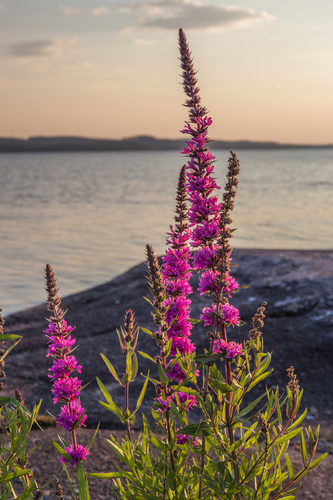 Lythrum salicaria (purple loosestrife) (alternate view 4)