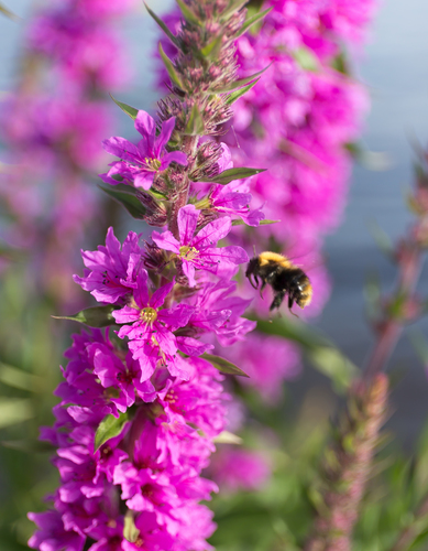 Lythrum salicaria (purple loosestrife) (alternate view 5)