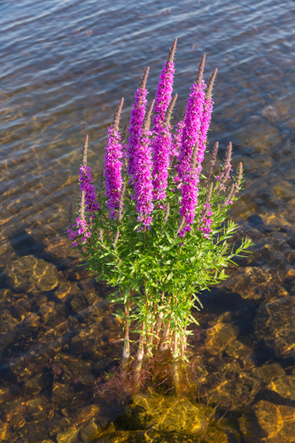 Lythrum salicaria (purple loosestrife) (alternate view 3)