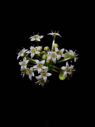 Hydrocotyle umbellata (manyflower marshpennywort) (alternate view 6)