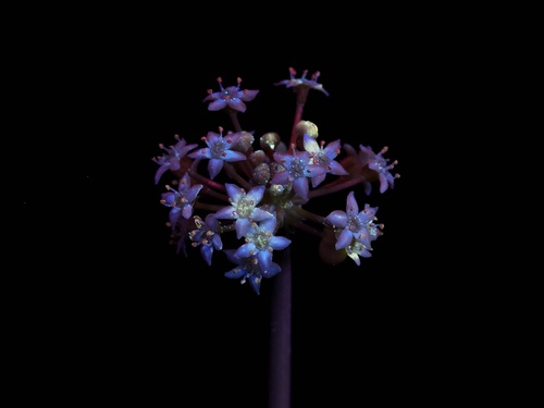 Hydrocotyle umbellata (manyflower marshpennywort) (alternate view 7)