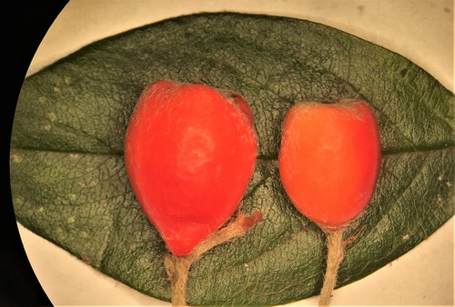 Cotoneaster franchetii (Franchet cotoneaster) (alternate view 7)