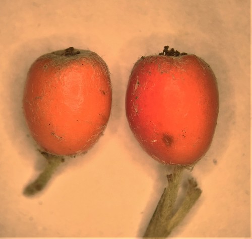 Cotoneaster franchetii (Franchet cotoneaster) (alternate view 8)