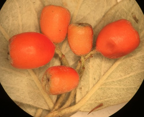 Cotoneaster franchetii (Franchet cotoneaster) (alternate view 9)