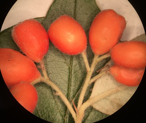 Cotoneaster franchetii (Franchet cotoneaster) (alternate view 10)