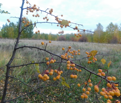 Malus baccata (Siberian crabapple) (alternate view 9)