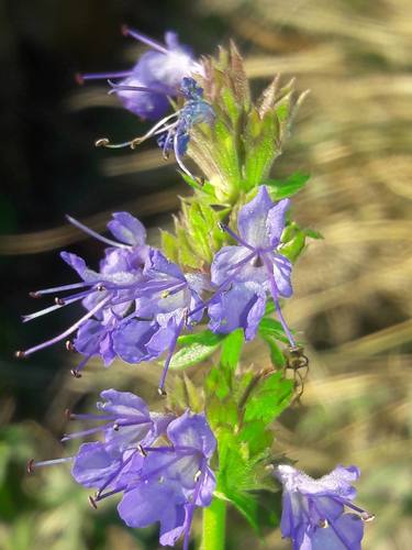 Hyssopus officinalis ssp. aristatus (Dwarf Hyssop)