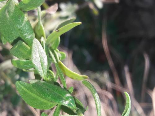 Hyssopus officinalis ssp. aristatus (Dwarf Hyssop) (alternate view 2)