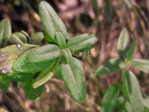 Hyssopus officinalis ssp. aristatus (Dwarf Hyssop) (alternate view 3)