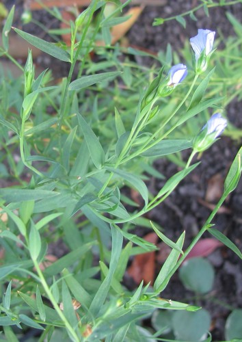 Linum usitatissimum (common flax)