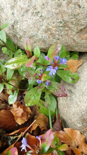 Ceratostigma plumbaginoides (Leadwort) (alternate view 3)