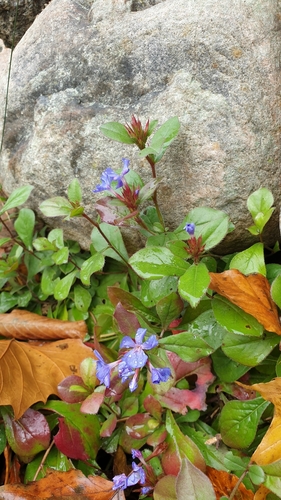 Ceratostigma plumbaginoides (Leadwort) (alternate view 4)