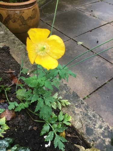 Papaver cambricum (welsh poppy)