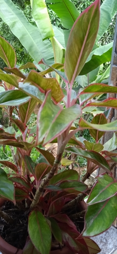 Aglaonema commutatum (Chinese Evergreen) (alternate view 8)