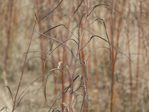 Sesbania herbacea (bigpod sesbania)