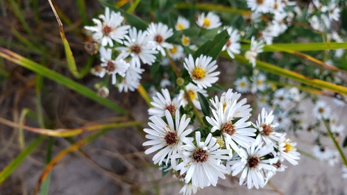 Symphyotrichum lanceolatum (panicled aster)