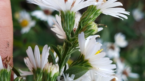 Symphyotrichum lanceolatum (panicled aster)