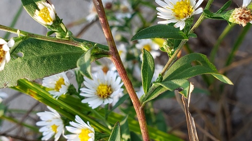 Symphyotrichum lanceolatum (panicled aster)