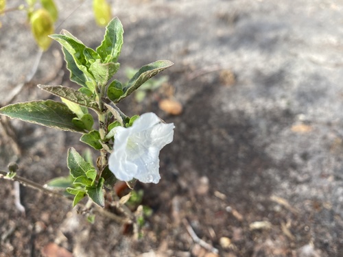 Ruellia (Ruellias) (alternate view 2)