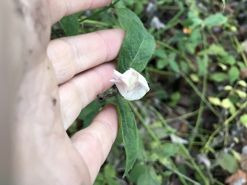 Chelone glabra (White Turtlehead)