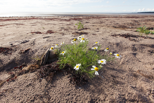 Tripleurospermum maritimum (Sea Mayweed)