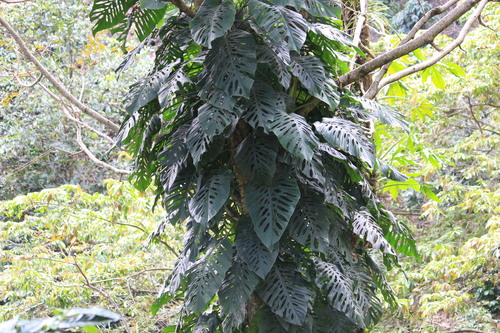Monstera siltepecana (Silver Monstera)