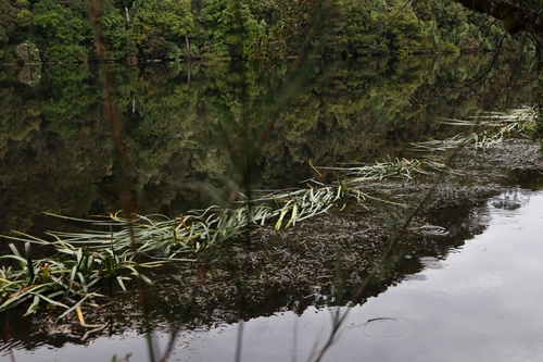 Cycnogeton procerus (Water Ribbons)