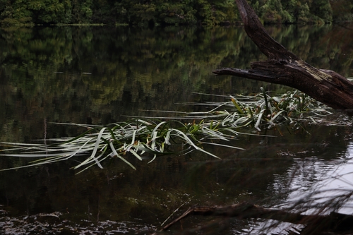 Cycnogeton procerus (Water Ribbons) (alternate view 2)