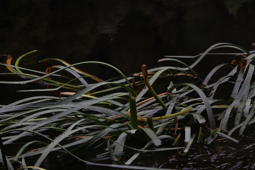 Cycnogeton procerus (Water Ribbons) (alternate view 3)