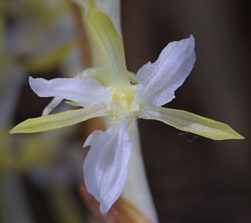 Corallorhiza mertensiana (Pacific coralroot)