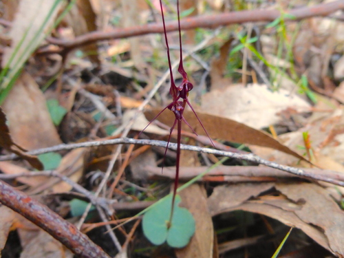 Acianthus caudatus (Mayfly orchid) (alternate view 5)