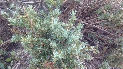 Santolina rosmarinifolia (Green Lavender Cotton)